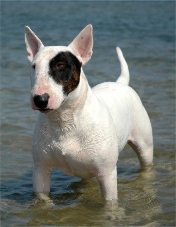 bullterrier2.jpg