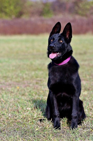 black-german-shepherd-dog-sitting-nice-grass.jpg